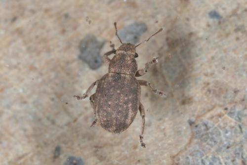 Réf. 318 638 : Strophosoma capitatum
